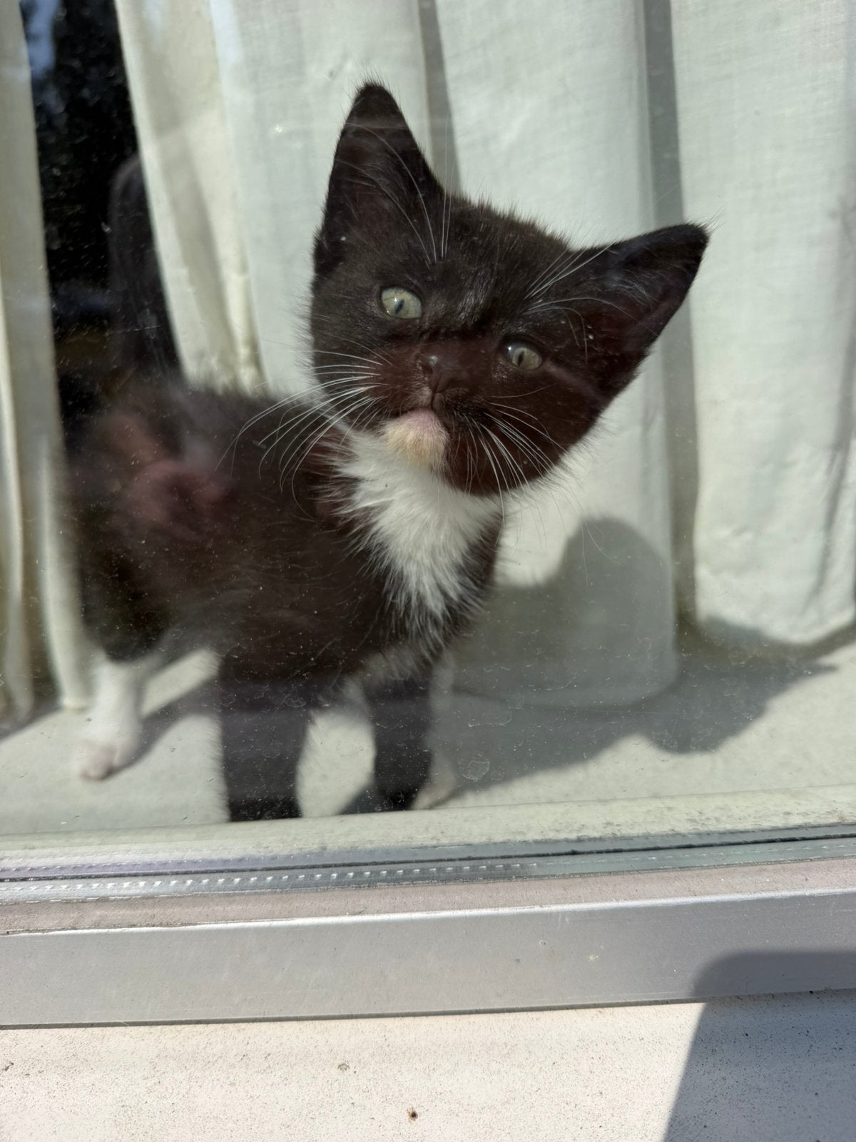 Kitten, 0 tot 2 jaar