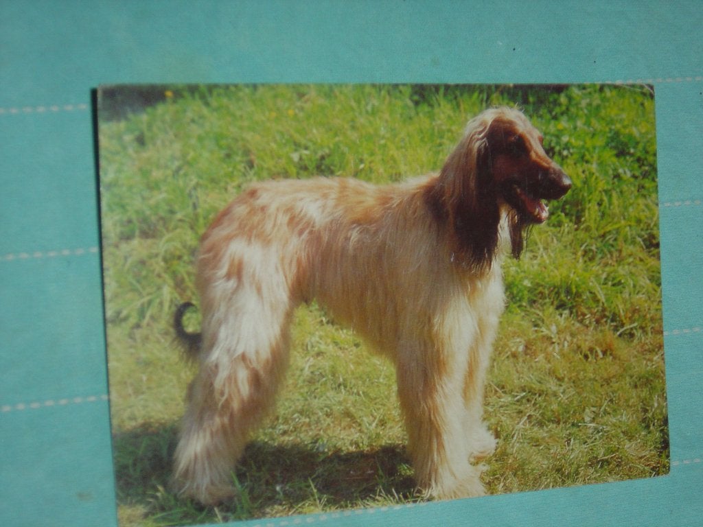 20) Kleuren ansichtkaart Hond, Ophalen of Verzenden, 1980 tot heden, Gelopen, Hond of Kat