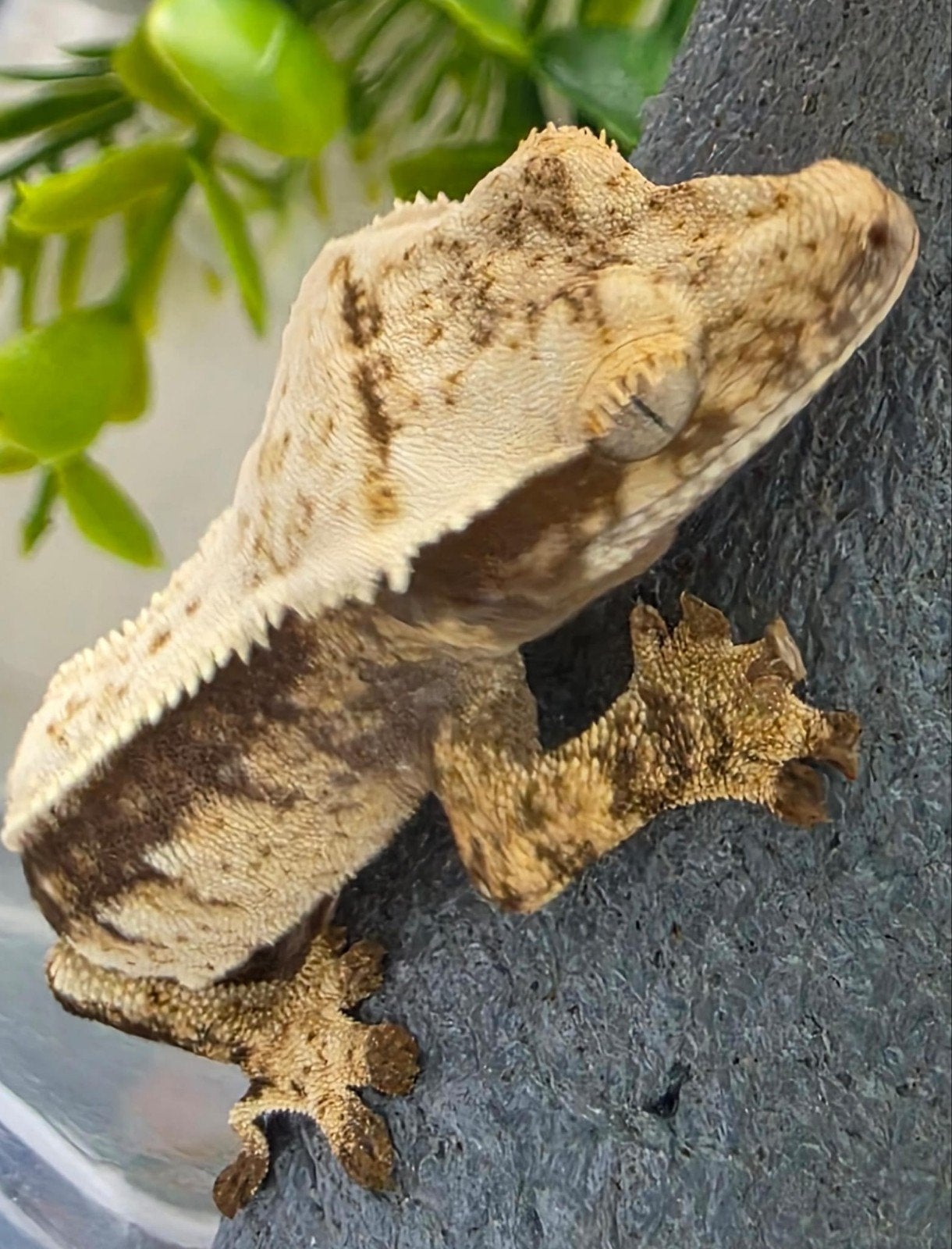 crested gecko- Correlophus ciliatus- wimpergekko, Dieren en Toebehoren, Hagedis, 0 tot 2 jaar