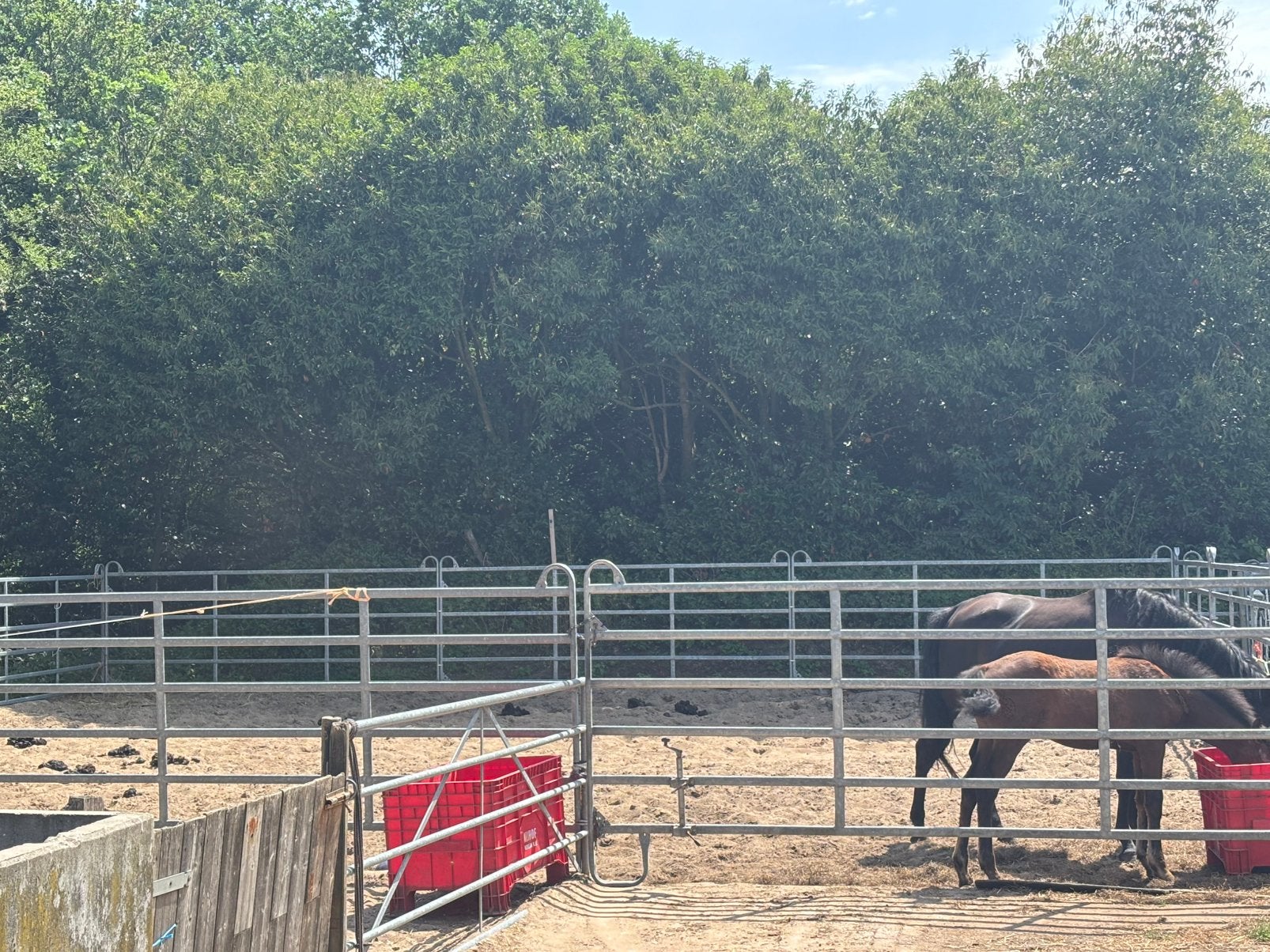 Paddock hekken partij/ Longeer kraal, Dieren en Toebehoren, Stalling en Weidegang