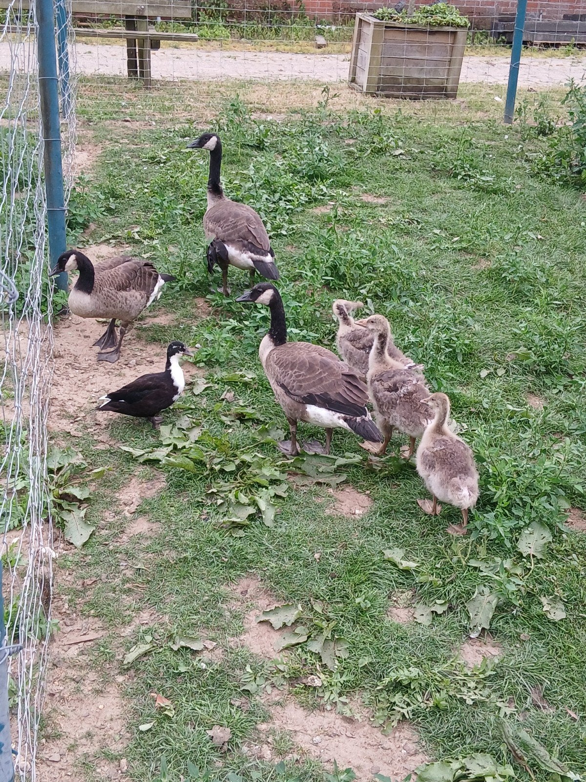 Canadese en grauwe ganzen tekoop, Meerdere dieren, Gans of Zwaan