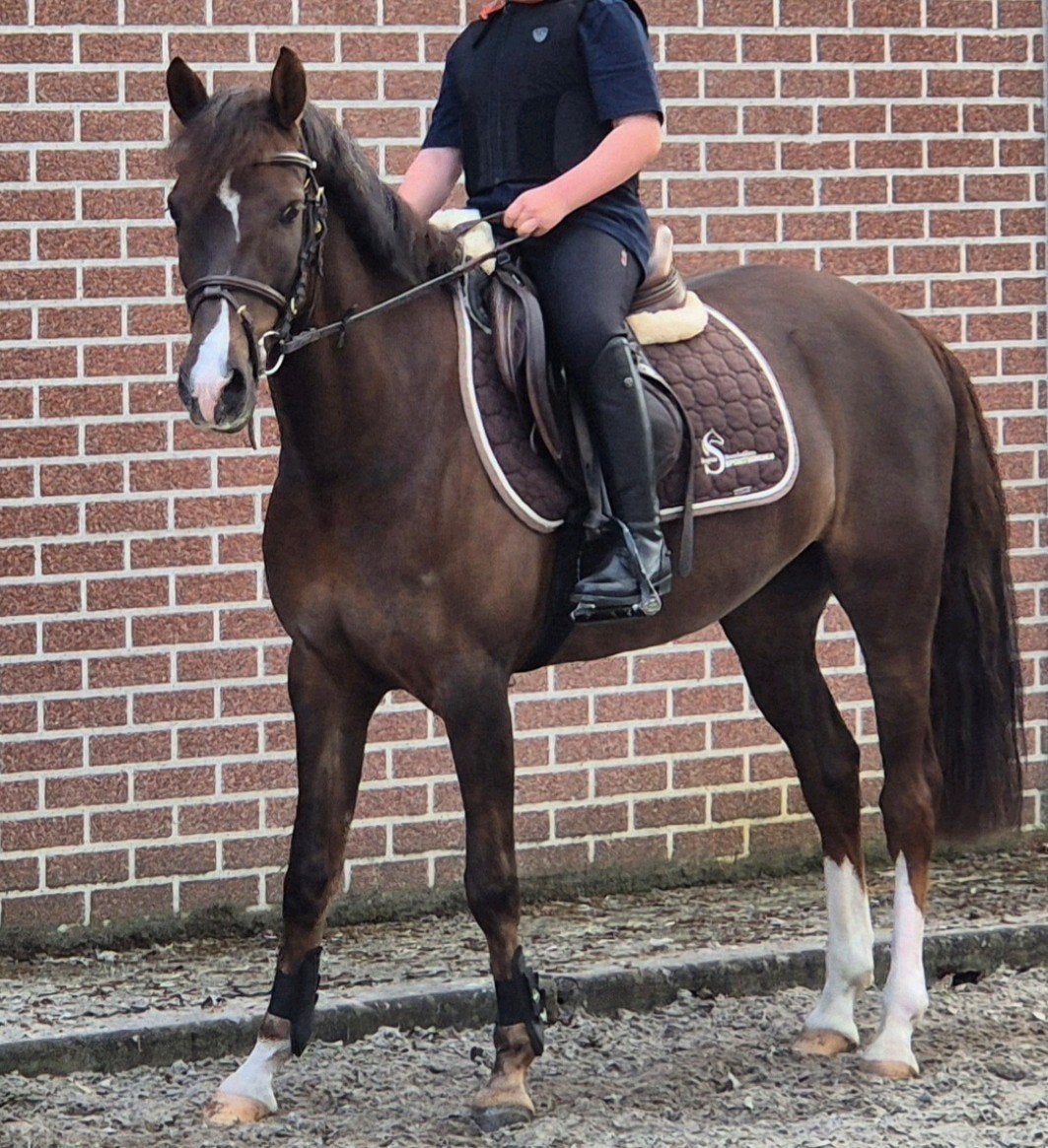 Knappe C pony merrie, Dieren en Toebehoren, Pony's, Merrie, C pony (1.27m tot 1.37m), 7 tot 10 jaar, Met stamboom, Gechipt, Ontwormd