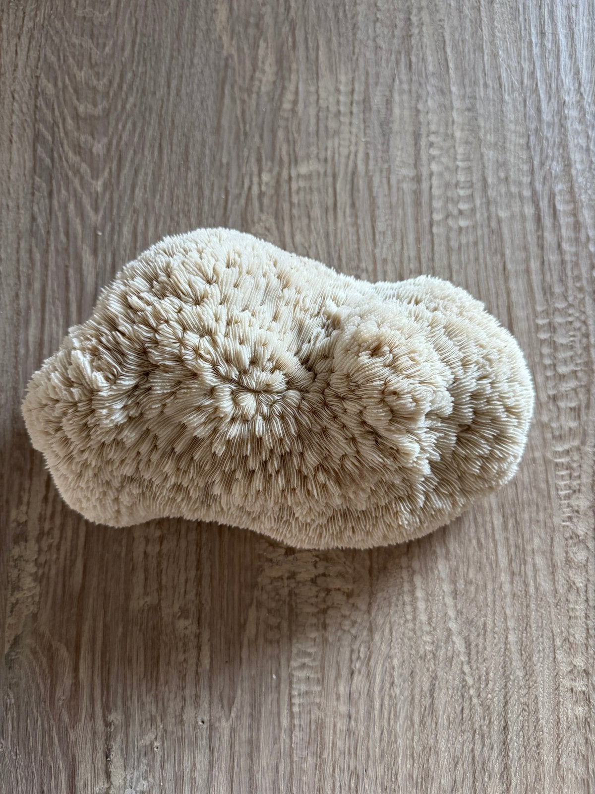 Koraal, Ophalen of Verzenden, Overige typen