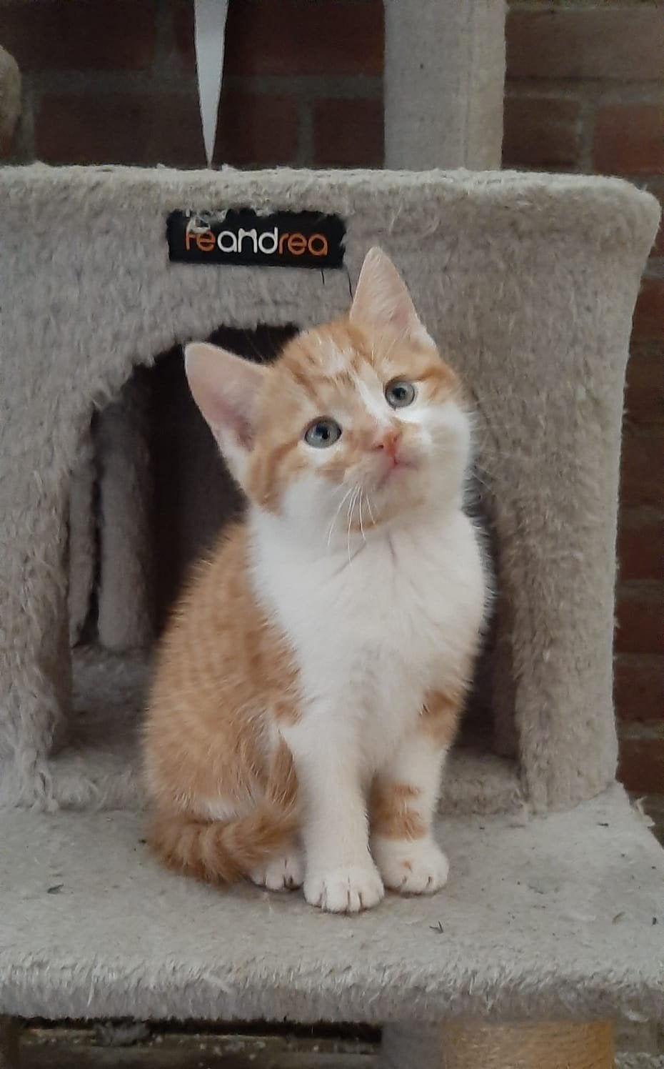 lieve kittens