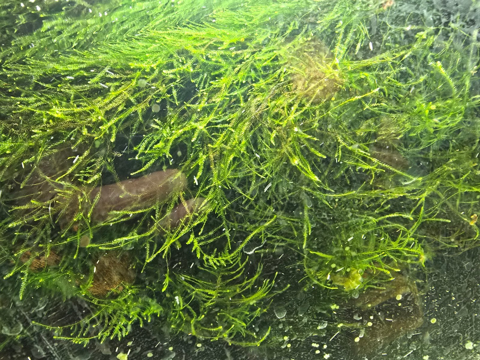 CHINEES BAKJE VOL MET MOS( plant) VOOR HET AQUARIUM €7,50, Ophalen, Nieuw, Plant(en), Steen of Hout