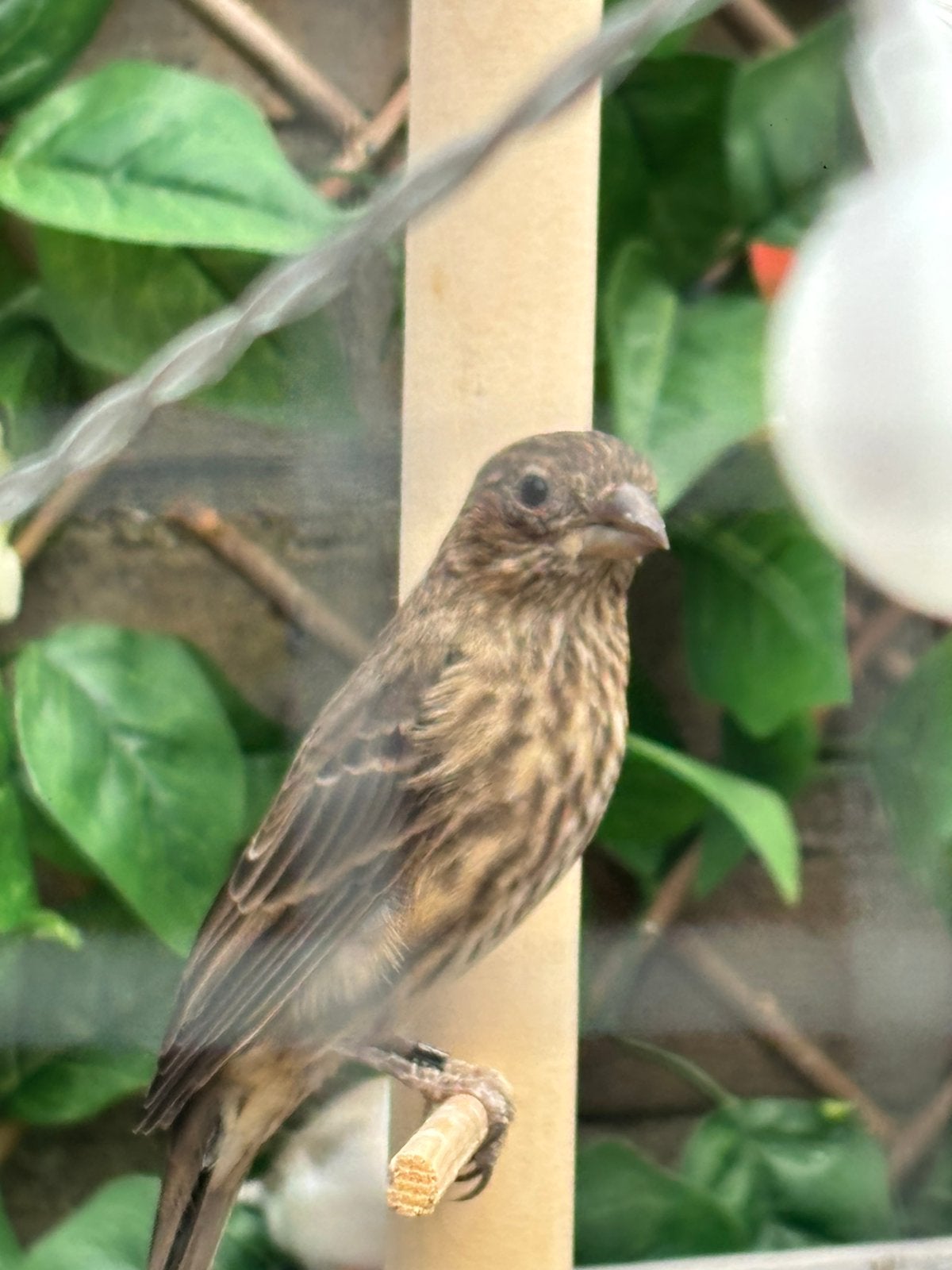 Kanarie pop, Dieren en Toebehoren, Vrouwelijk