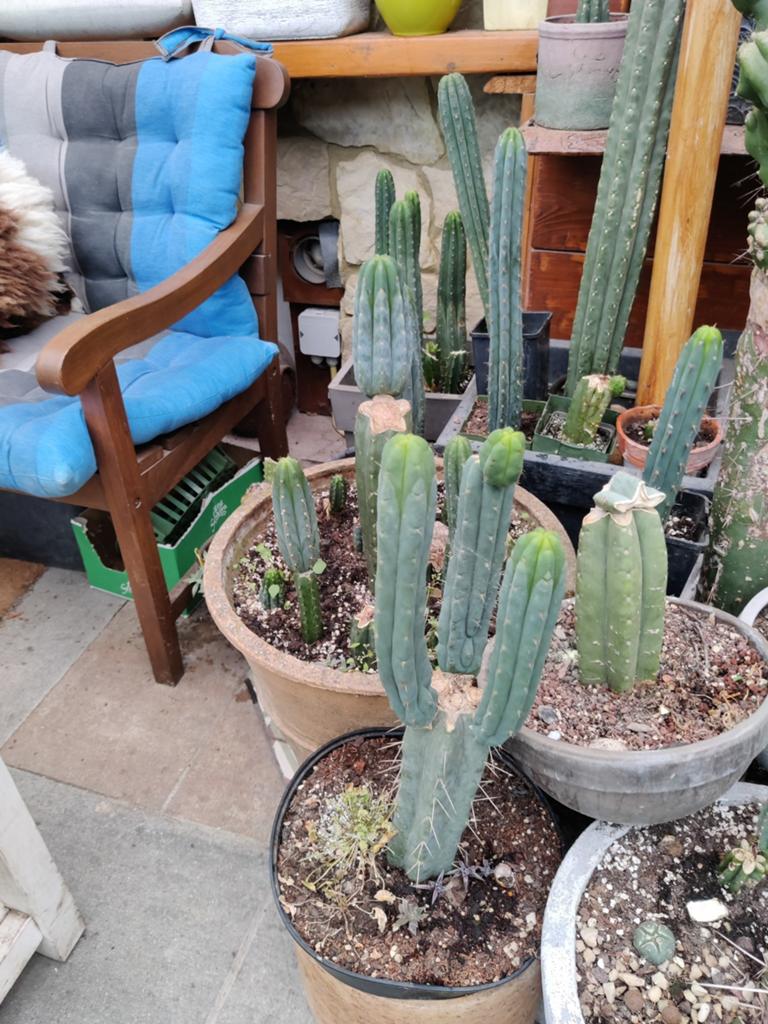 San Pedro's, Ophalen of Verzenden, Minder dan 100 cm, Overige soorten
