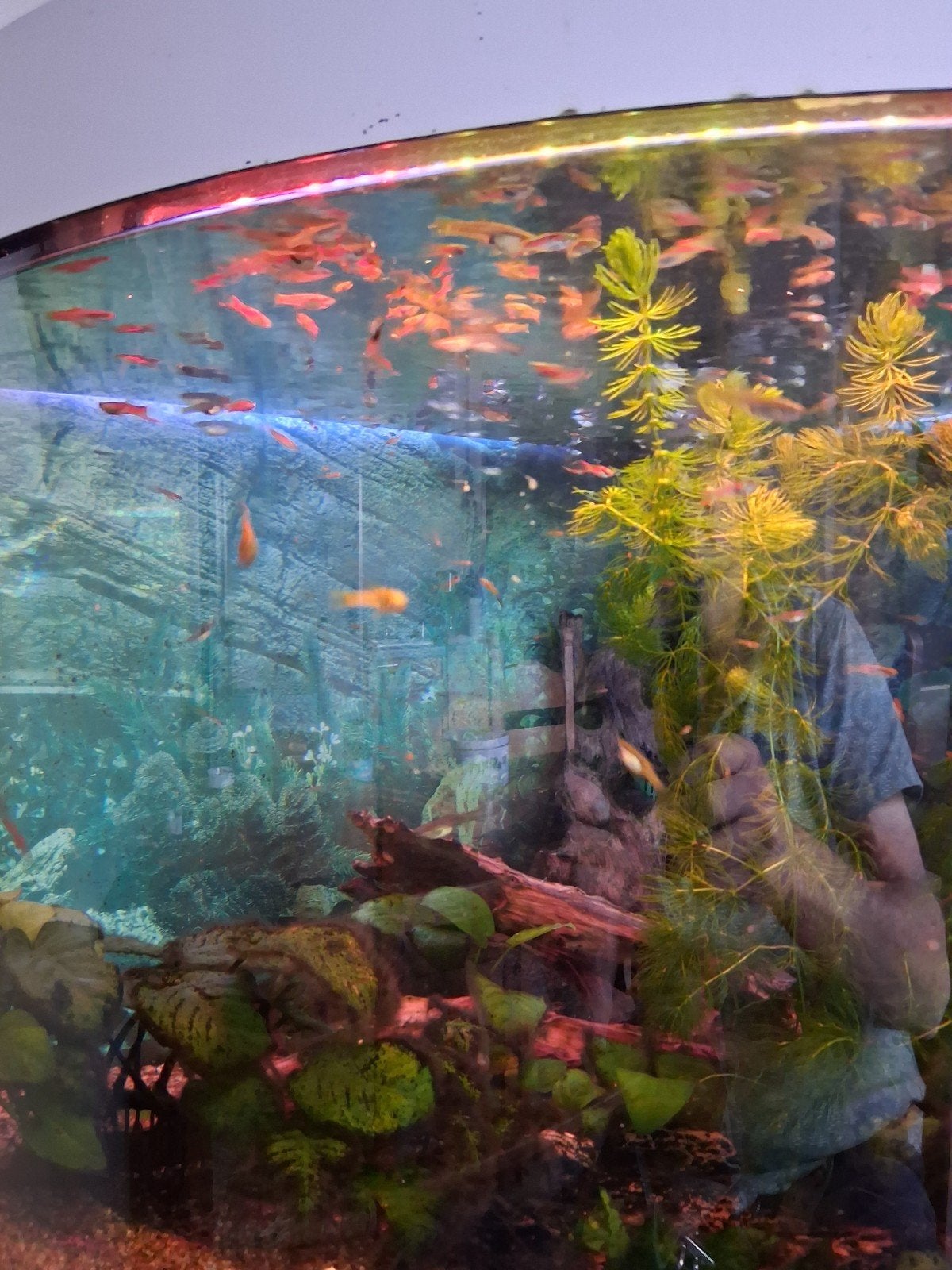 Guppen, Dieren en Toebehoren, Vis