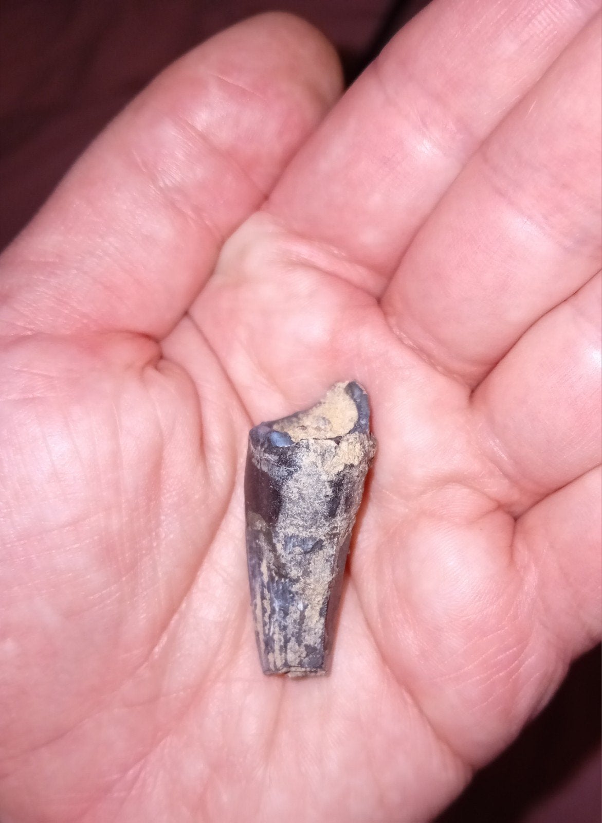 Suchomimus tand, Ophalen of Verzenden, Fossiel