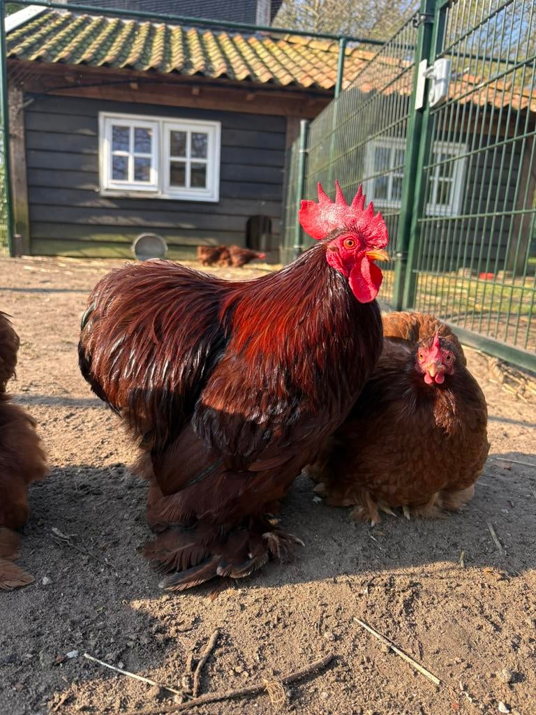 Broedeieren Cocin, Brahma kriel, Brahma groothoender, Dieren en Toebehoren, Pluimvee, Geslacht onbekend, Kip