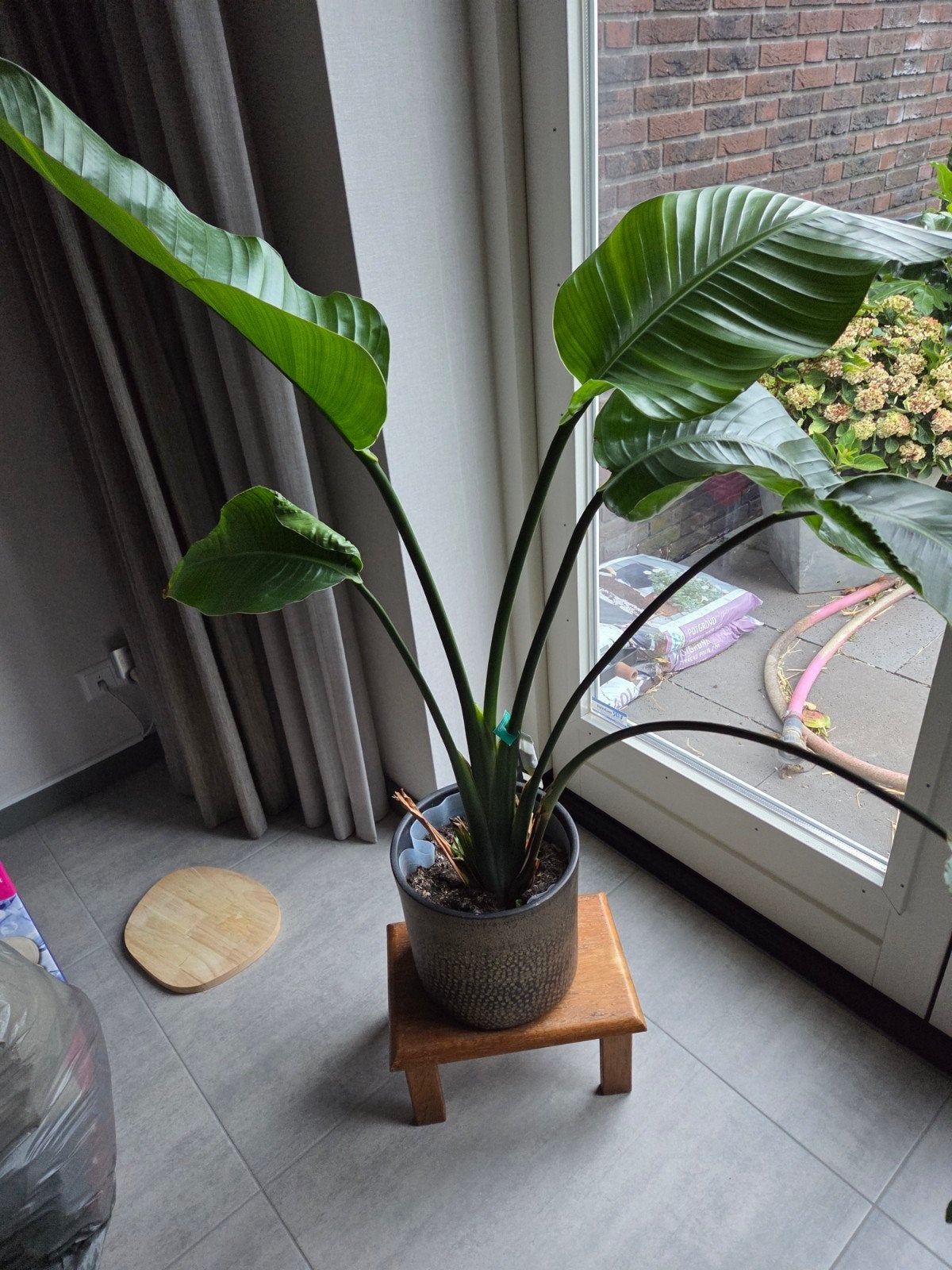 strelitzia, Huis en Inrichting, Ophalen, Halfschaduw