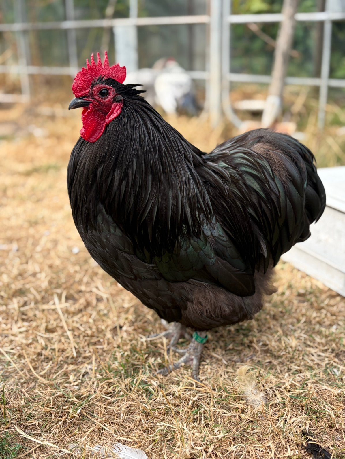 Zwarte orpington kriel haan, Dieren en Toebehoren, Pluimvee, Mannelijk, Kip