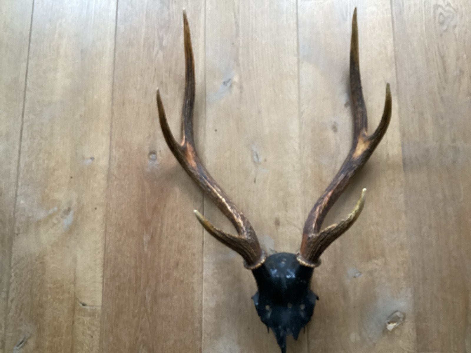 Mooi edelhert gewei - Decoratief en authentiek, Ophalen, Gebruikt, Hert, Gewei of Kop