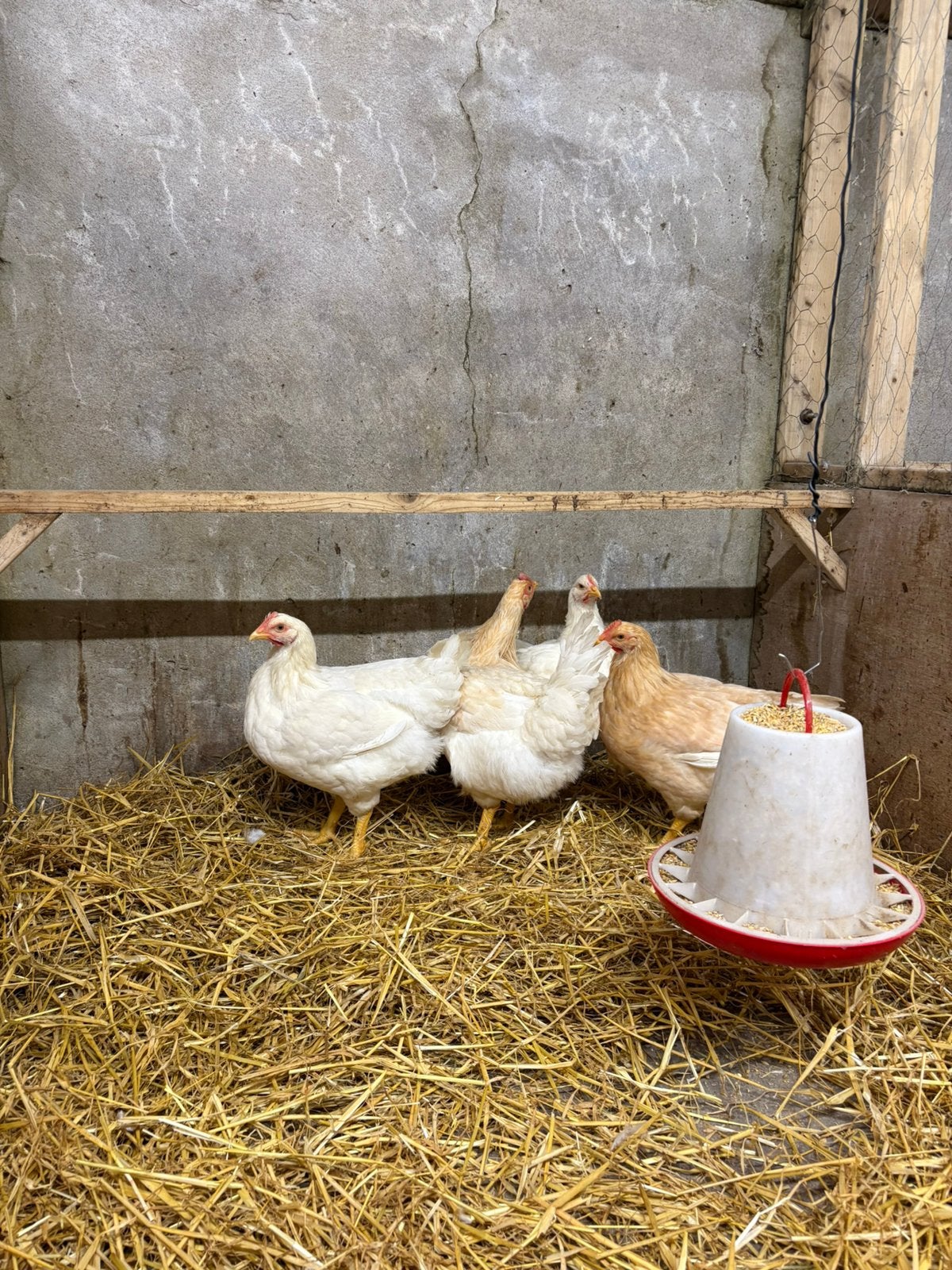 Vleeskippen te koop, Dieren en Toebehoren, Vrouwelijk, Kip