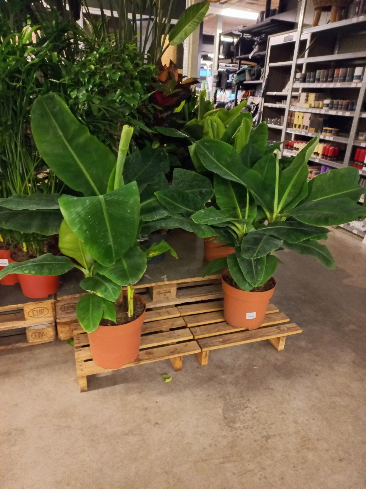 Musa Dwarf Cavendish, ca 110cm hoog P30, Ophalen, Halfschaduw, Minder dan 100 cm
