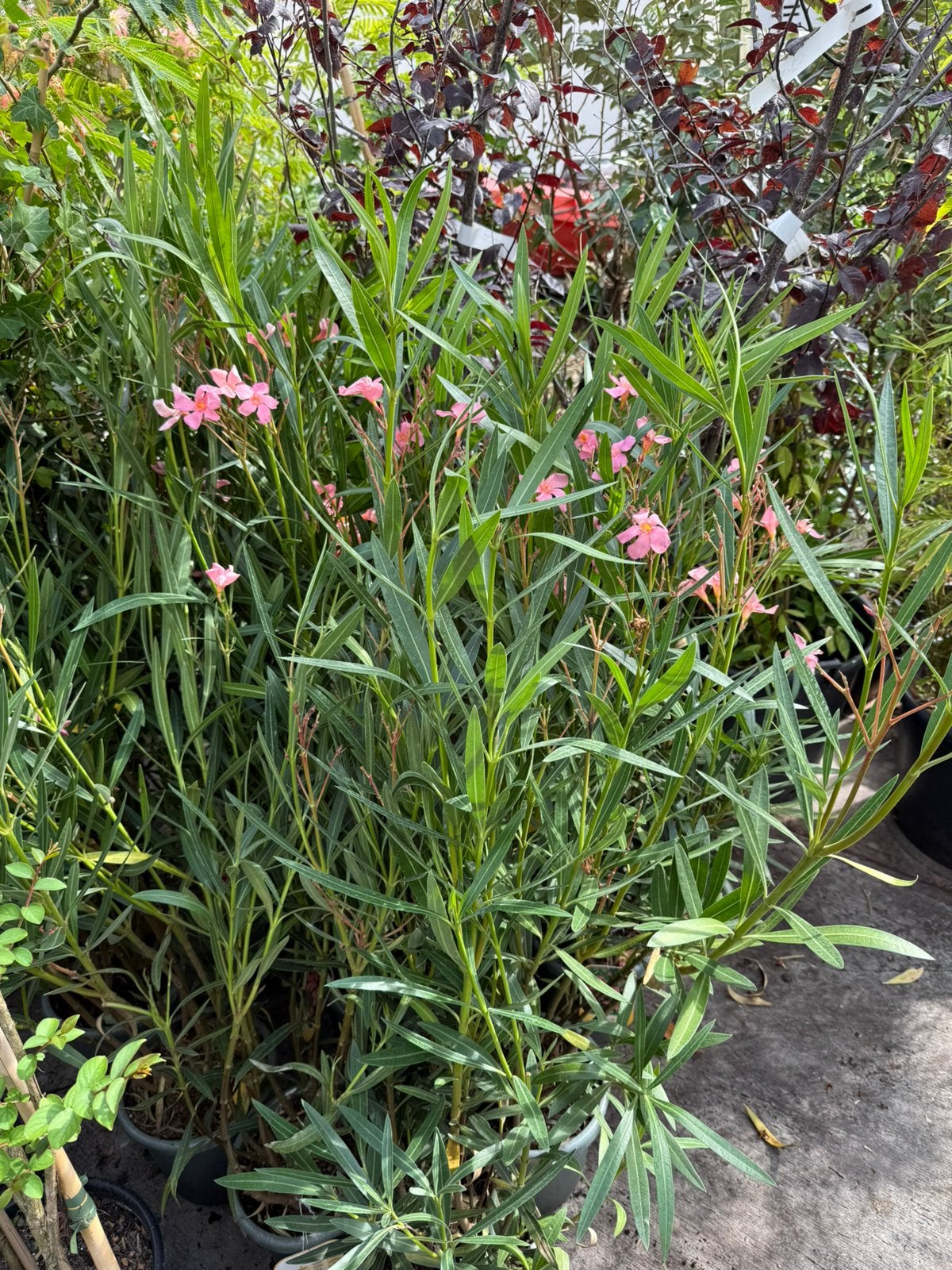 Oleanders extra aanbieding  roze  grote planten 9,95 nog 12,, Tuin en Terras, Planten | Tuinplanten, Volle zon, Vaste plant, Zomer