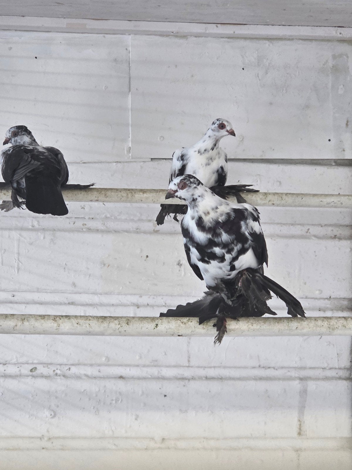 Poolse vlinders, Meerdere dieren, Postduif