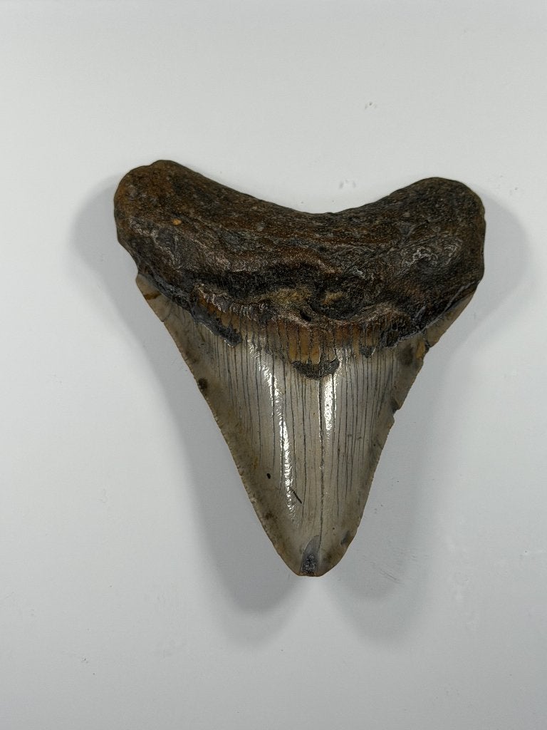 Megalodon tand XL - Nergens goedkoper #10, Verzamelen, Ophalen of Verzenden, Fossiel