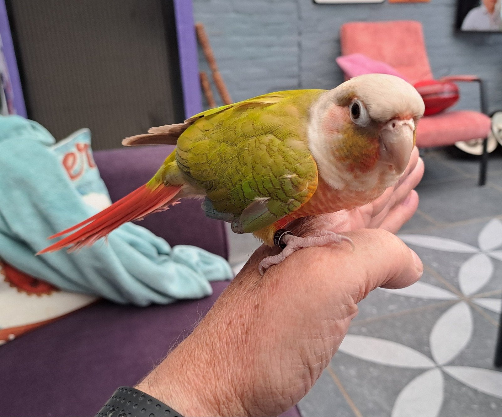 Tamme pyrrhura, Dieren en Toebehoren, Vogels | Parkieten en Papegaaien, Geslacht onbekend, Parkiet, Geringd