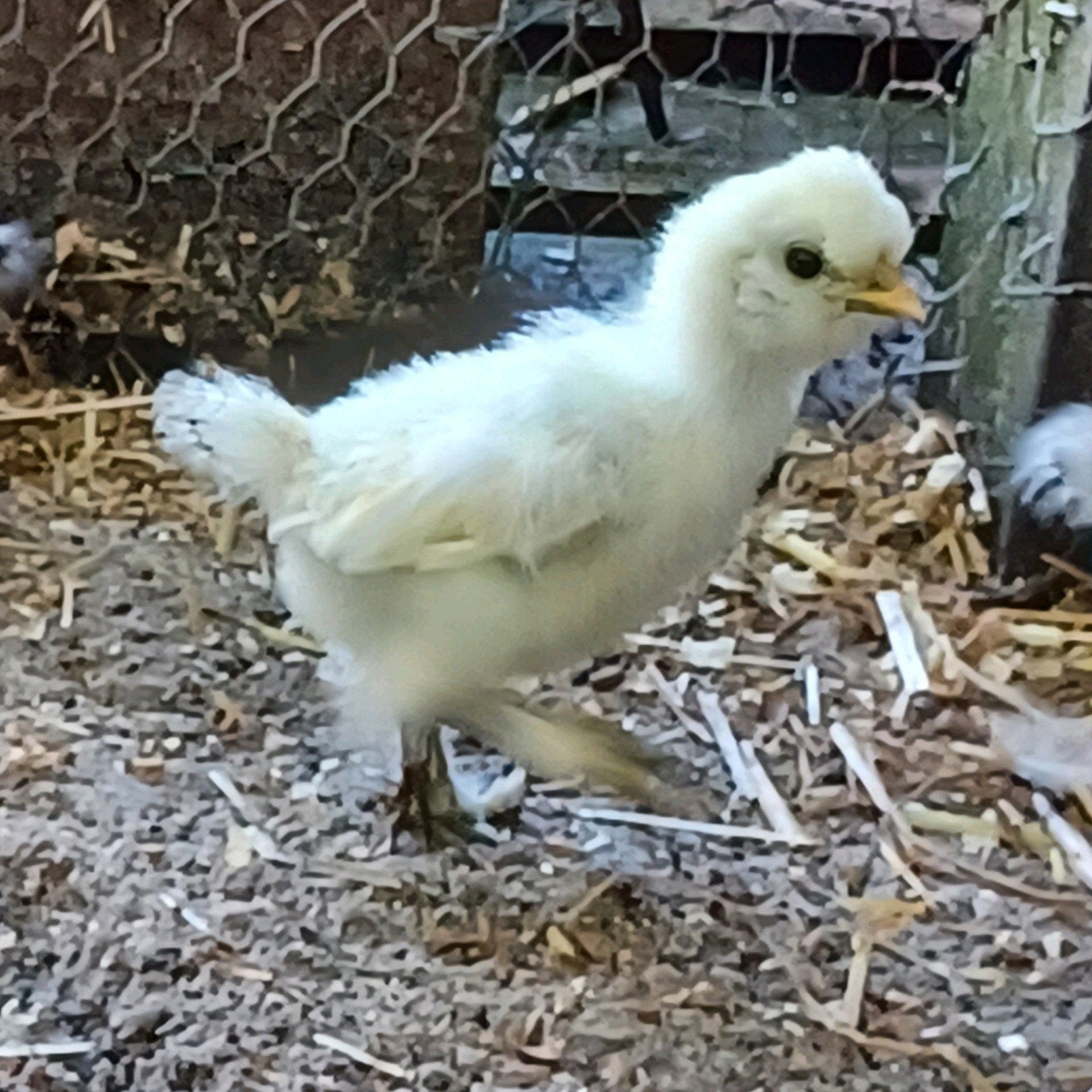 Kuikens, Dieren en Toebehoren, Pluimvee, Mannelijk, Kip