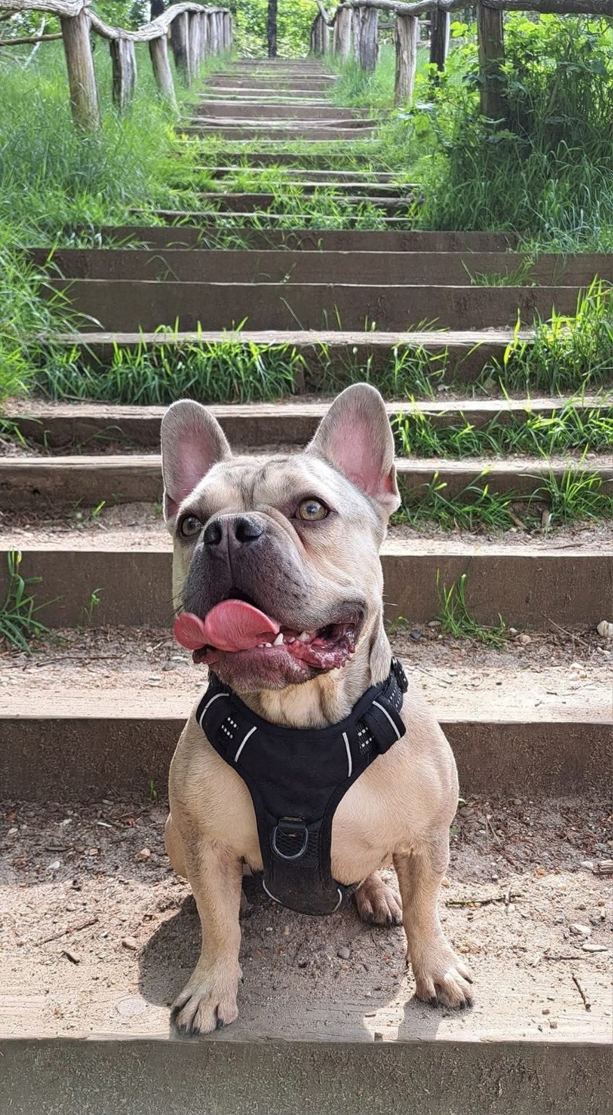franse bulldog reu (zoekt 4 ever home ), Dieren en Toebehoren, Reu, Bulldog, Eén hond, 3 tot 5 jaar