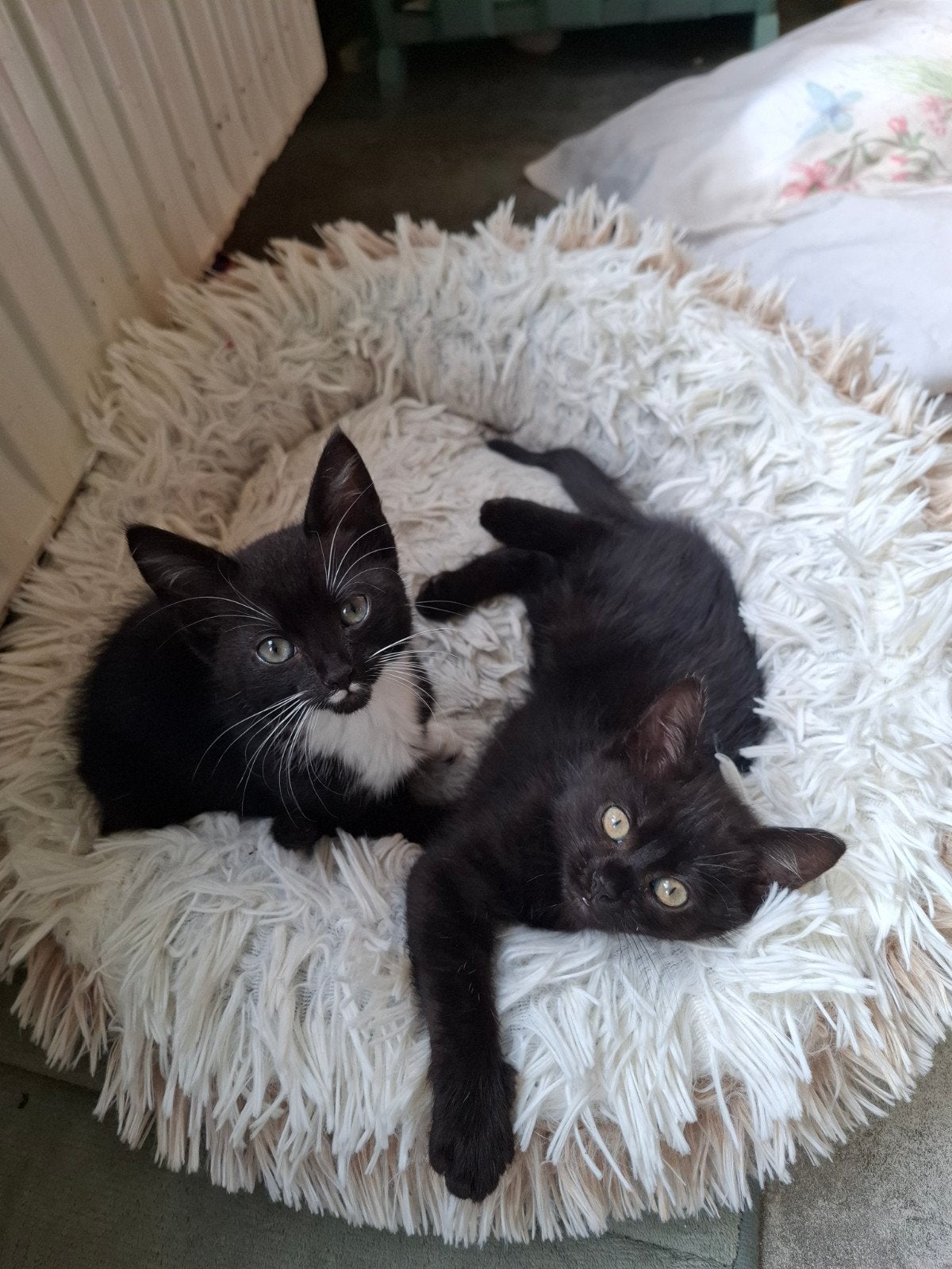 nog 2 lieve kruising kitten meisjes.12 wk, Poes, Ontwormd, 0 tot 2 jaar