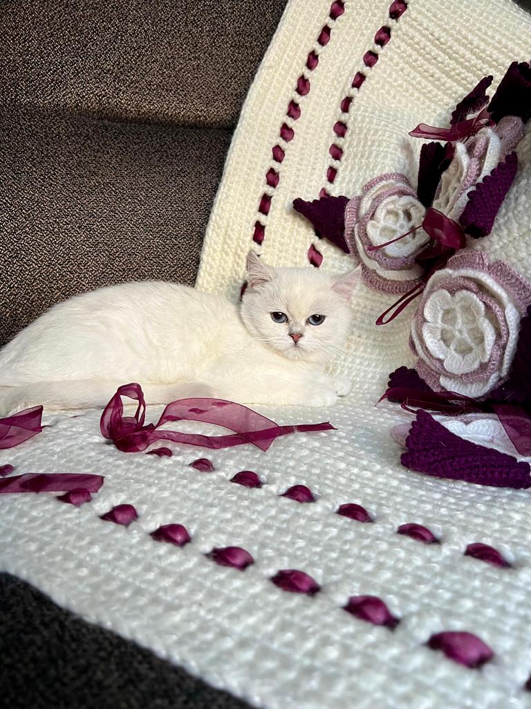 Exclusieve British Shorthair NS11 33 met stamboom, Dieren en Toebehoren, Poes, Met stamboom, 0 tot 2 jaar