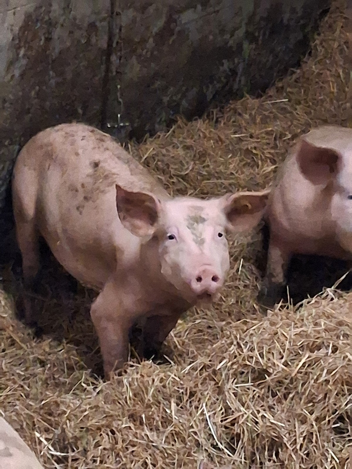 biggen, Meerdere dieren, Varken