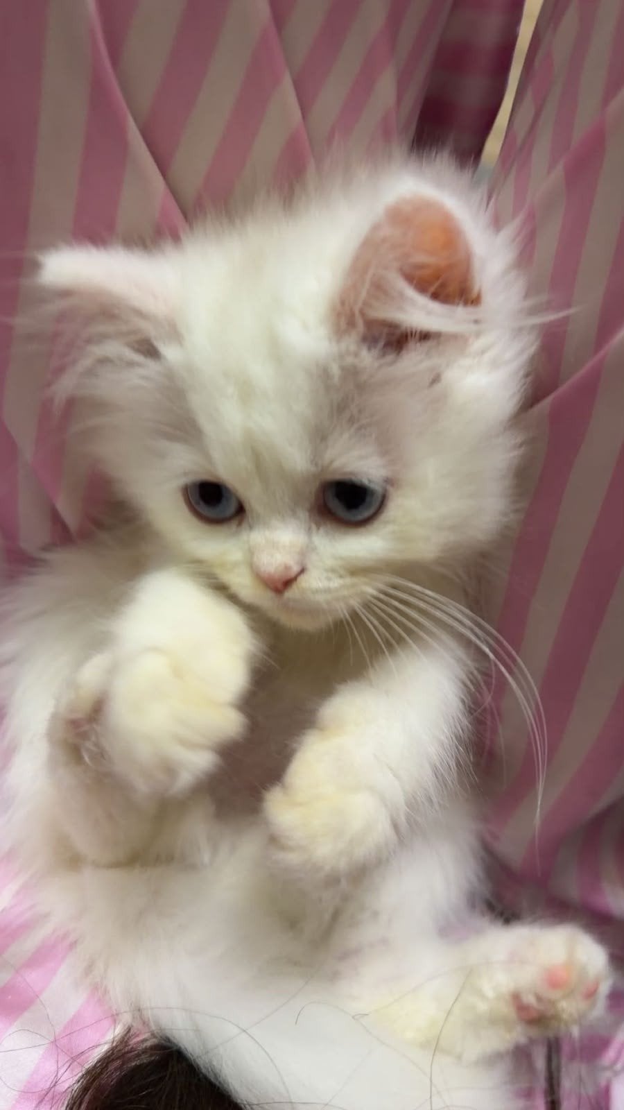 000, Dieren en Toebehoren, Kater