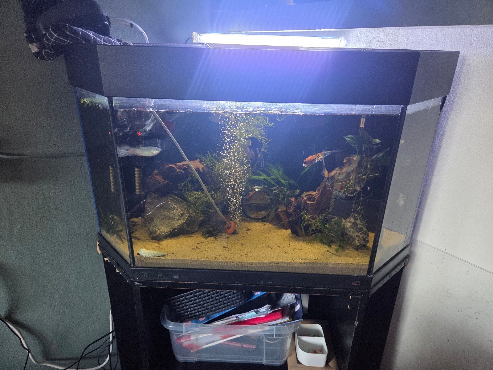 mooie hoekbank aquarium compleet, Dieren en Toebehoren, Ophalen, Inclusief vissen, Zo goed als nieuw, Gevuld zoetwateraquarium