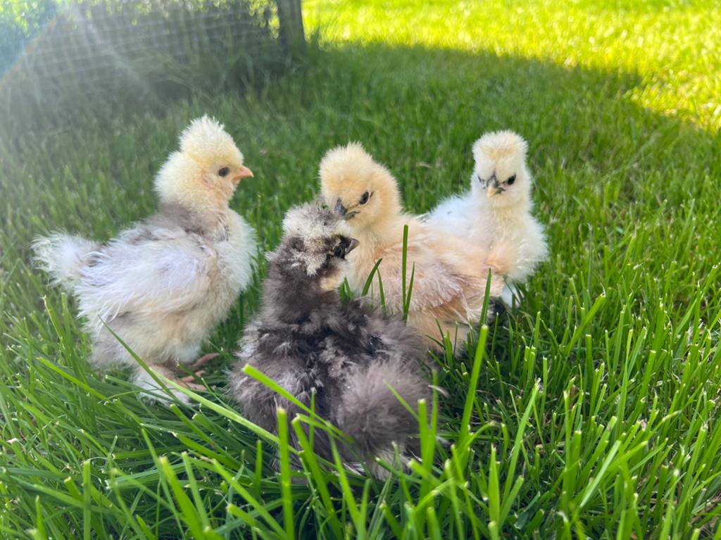 4 hennen Usa zijdehoen kuikens🐥2,5wk geent💯% hen garantie✅, Dieren en Toebehoren, Pluimvee, Vrouwelijk, Kip