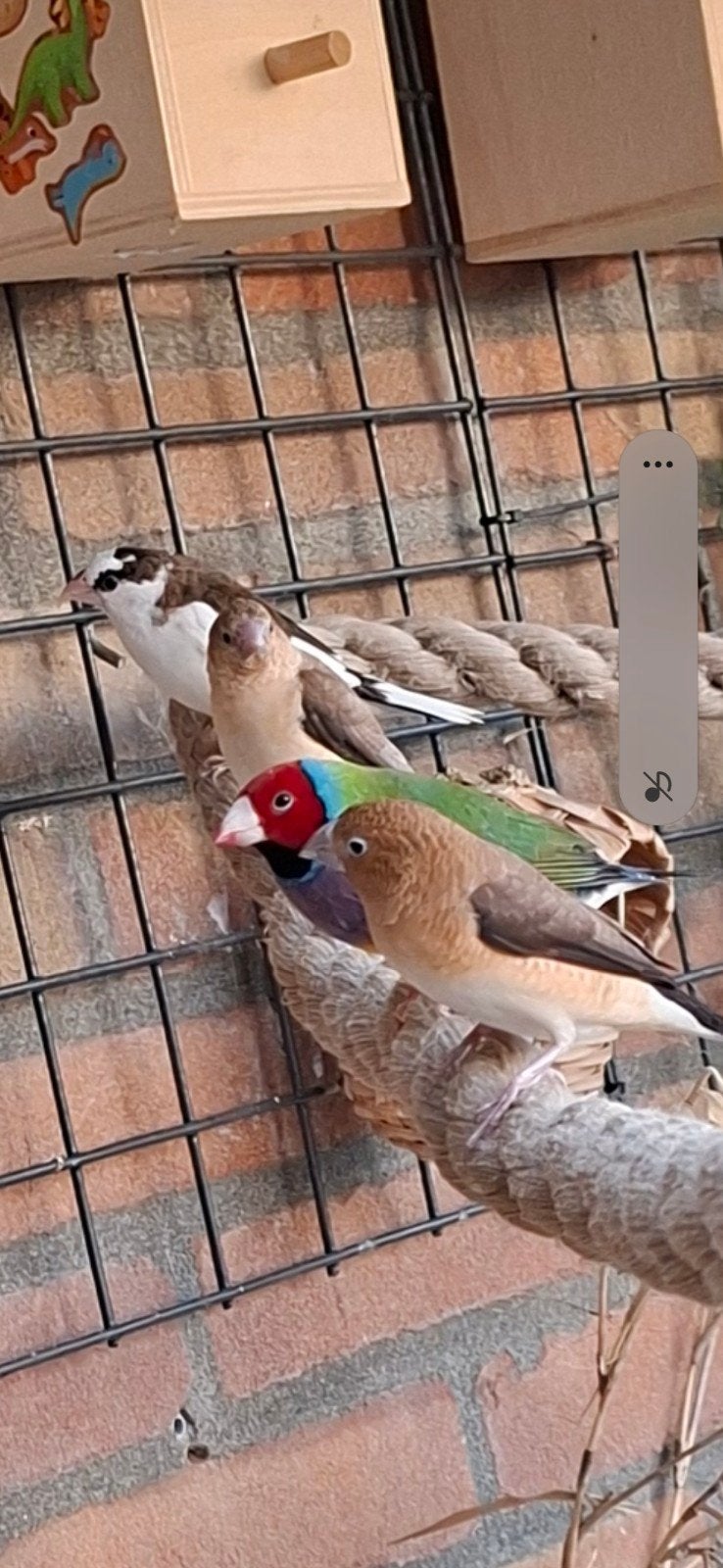 tropen koppeltjes ter overname, Dieren en Toebehoren, Meerdere dieren