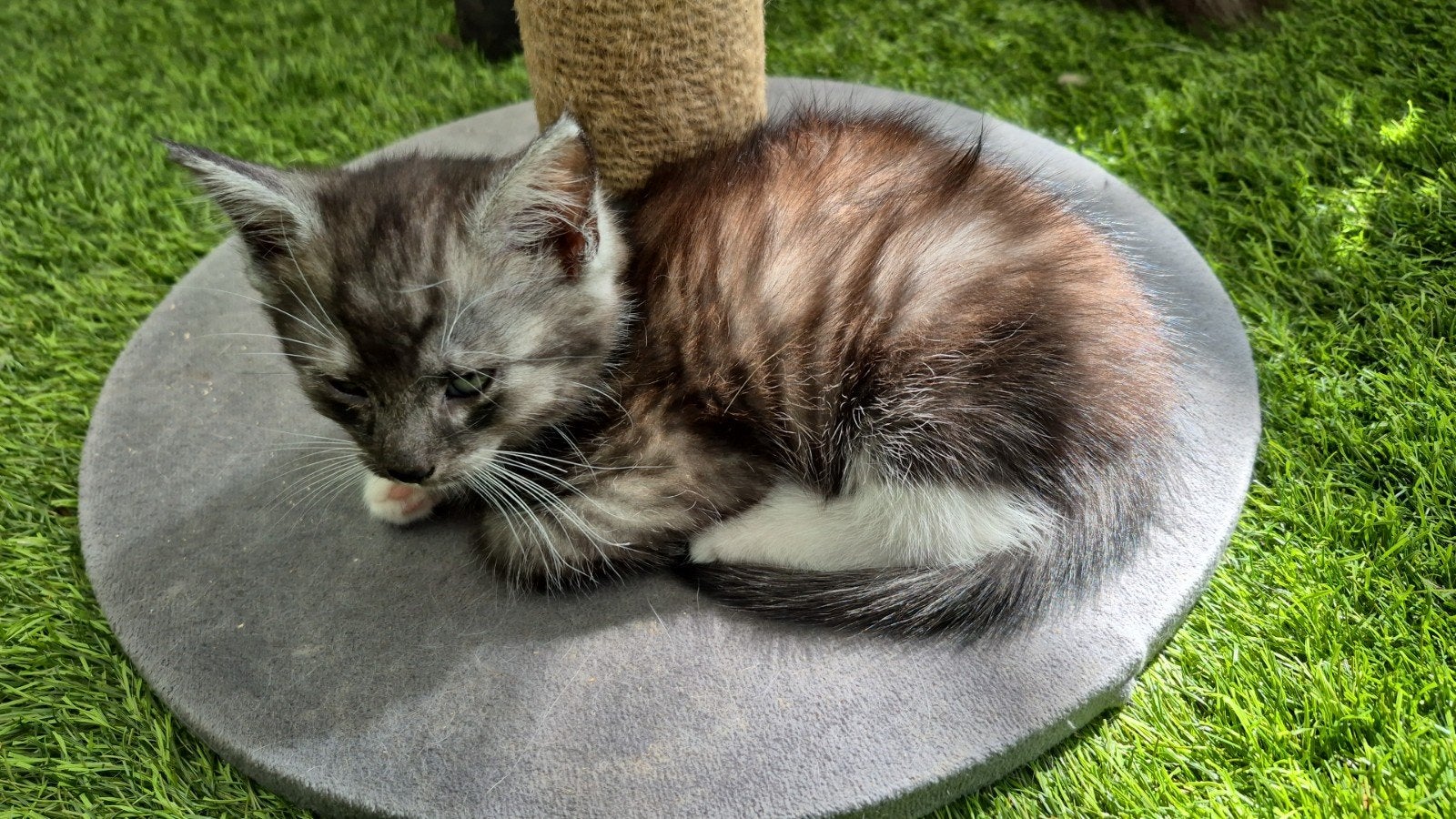Mooie Europese korthaar/maine coon kittens, Dieren en Toebehoren, Katten en Kittens | Raskatten | Korthaar, Meerdere dieren, Ontwormd