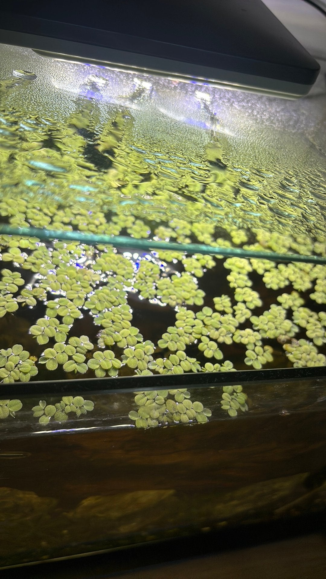 Salvinia minima Drijfplant, Dieren en Toebehoren, Ophalen of Verzenden, Nieuw, Plant(en), Steen of Hout