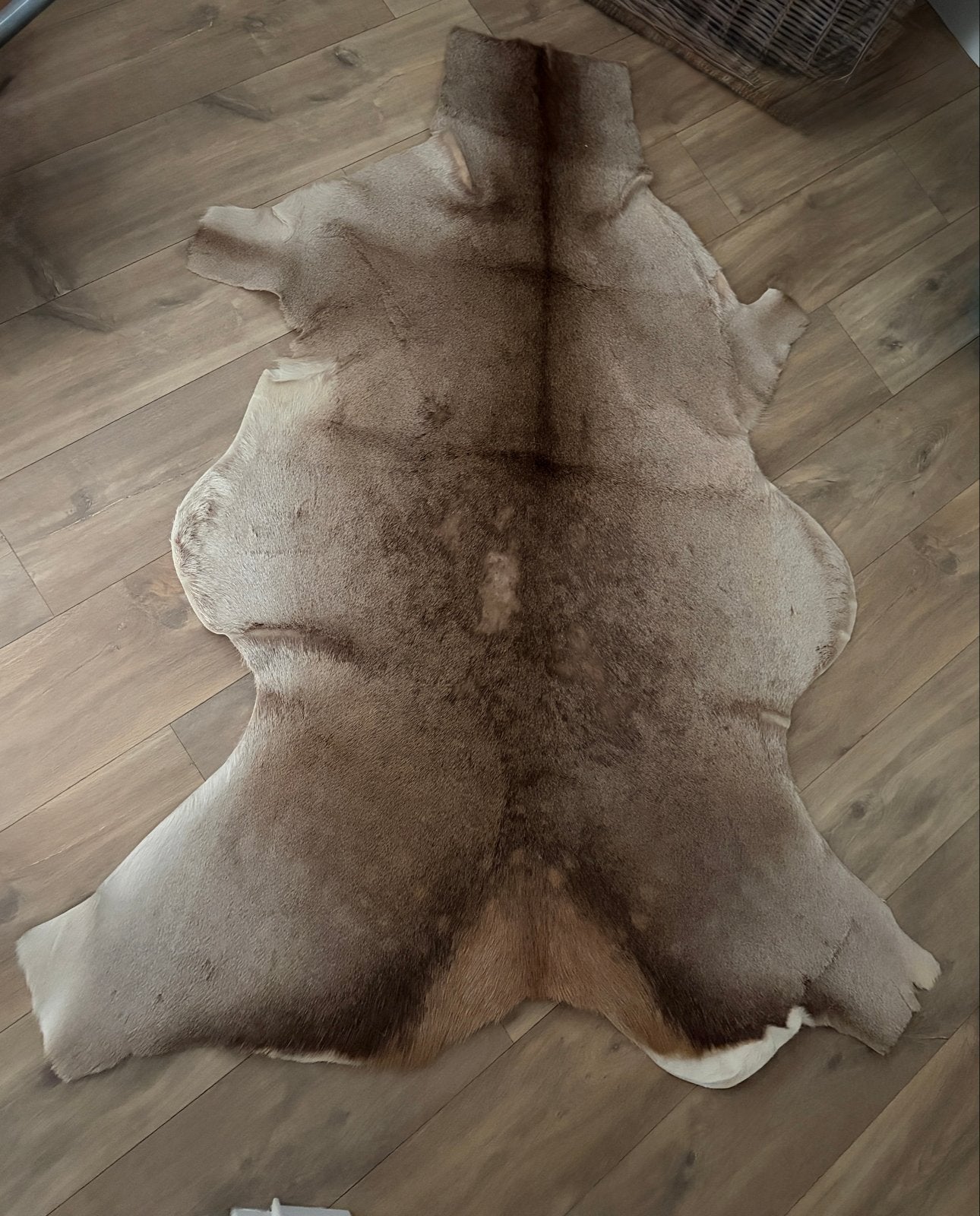 echt hertenvel / koeienvel / dierenvel, Ophalen, Gebruikt, 100 tot 150 cm, Bruin
