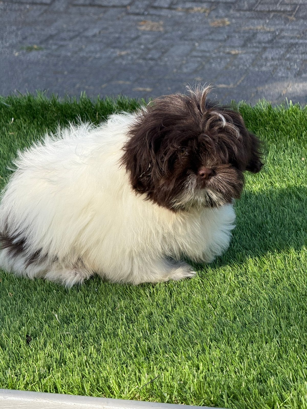 Boomer shih tzu x maltezer pups teefje, Parvo, Nederland, 15 weken tot 1 jaar, Overige rassen