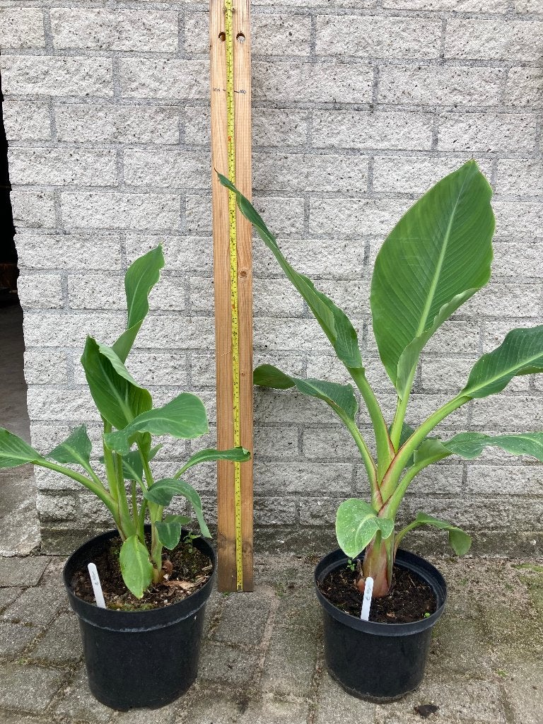 dwerg bananenplant, Vaste plant, Halfschaduw, Zomer, Ophalen