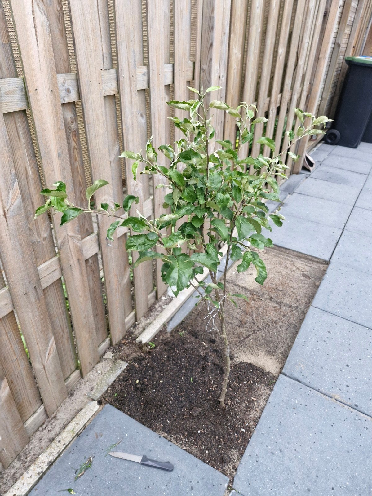 Jonge Appelboom - Ideaal voor uw tuin, Tuin en Terras, Planten | Bomen, Overige soorten, Lente, 100 tot 250 cm, Ophalen