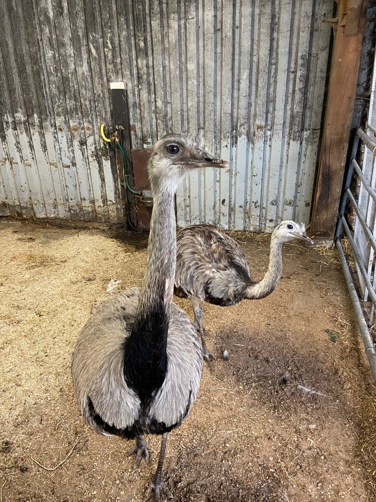 Koppel nandoe’s, Dieren en Toebehoren, Pluimvee, Meerdere dieren, Overige soorten
