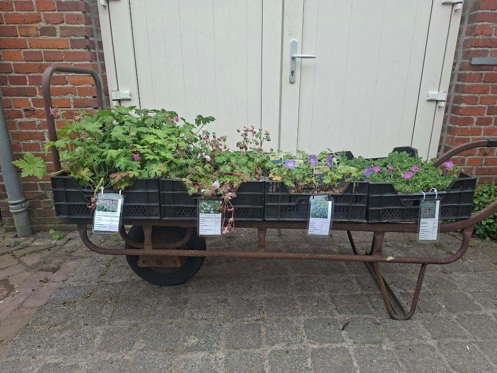 Mooie soorten wintervaste Geranium (Ooievaarsbek) in pot!, Ophalen, Overige soorten, Volle zon