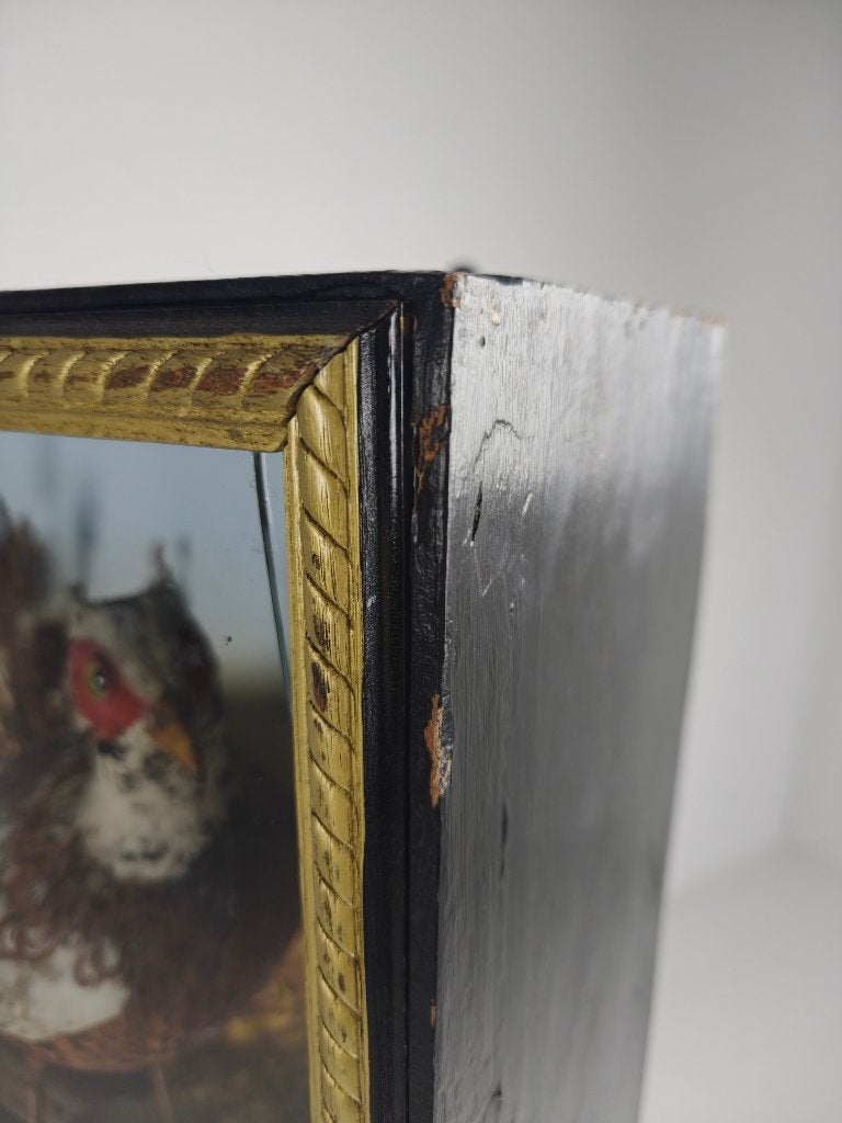 19e-eeuwse Vitrine-Taxidermie – Twee Fazanten, Ophalen of Verzenden