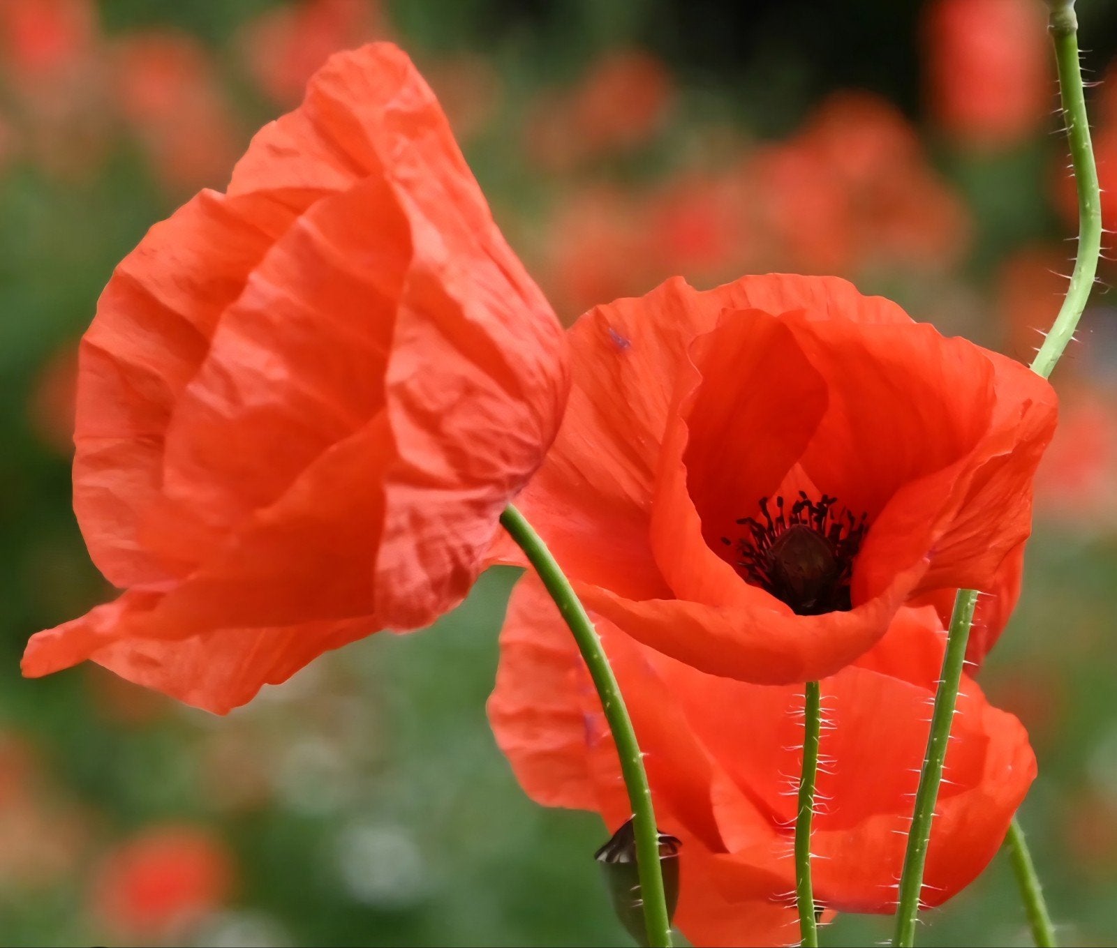 Rode Klaproos Zaadjes - Papaver Rhoeas, Tuin en Terras, Bloembollen en Zaden, Ophalen of Verzenden, Gehele jaar, Volle zon, Zaad