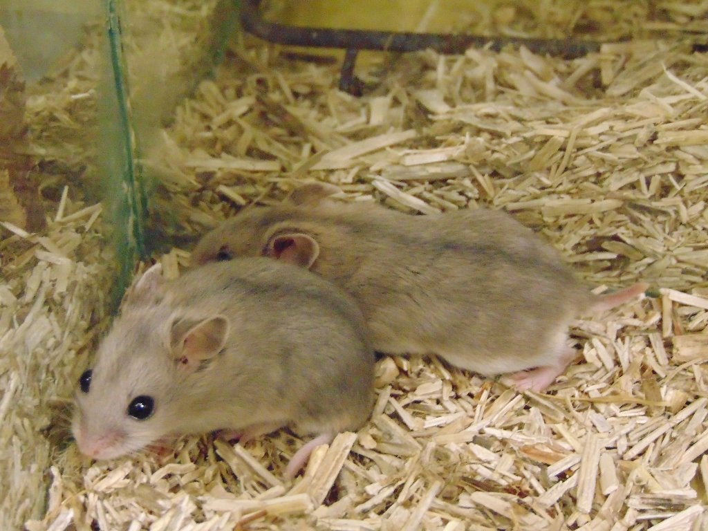 Dwerghamsters in Assen., Juli, Vrouwelijk, Hamster
