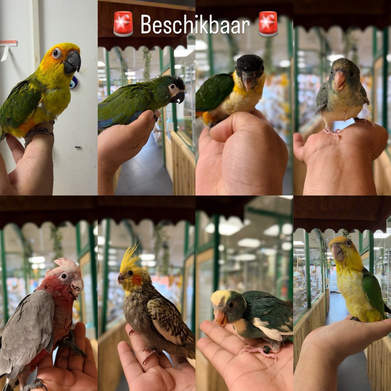 Jonge papegaaien incl getest, Meerdere dieren, Papegaai, Pratend