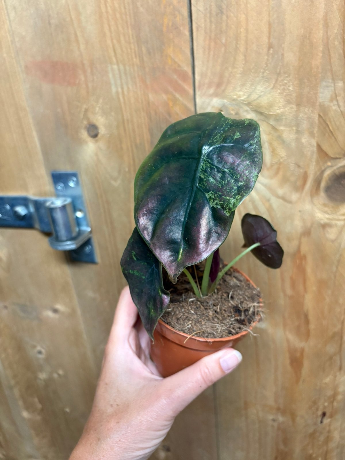 Alocasia red secret cuprea plant variegata mint green, Huis en Inrichting, Kamerplanten, Ophalen of Verzenden, Halfschaduw, Minder dan 100 cm