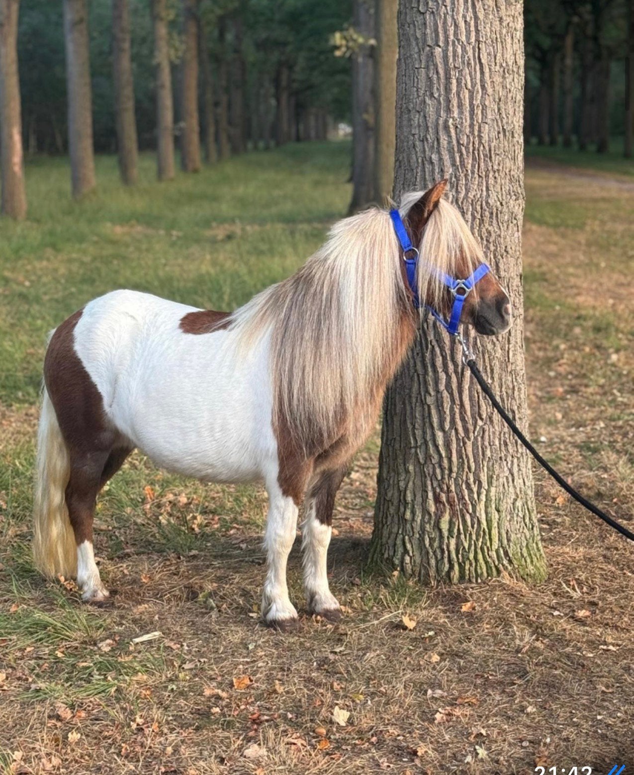 💖prachtige veulens beschikbaar 💖Stamboek merries  Kroon💖, Dieren en Toebehoren, Pony's, Merrie, A pony (tot 1.17m), Met stamboom