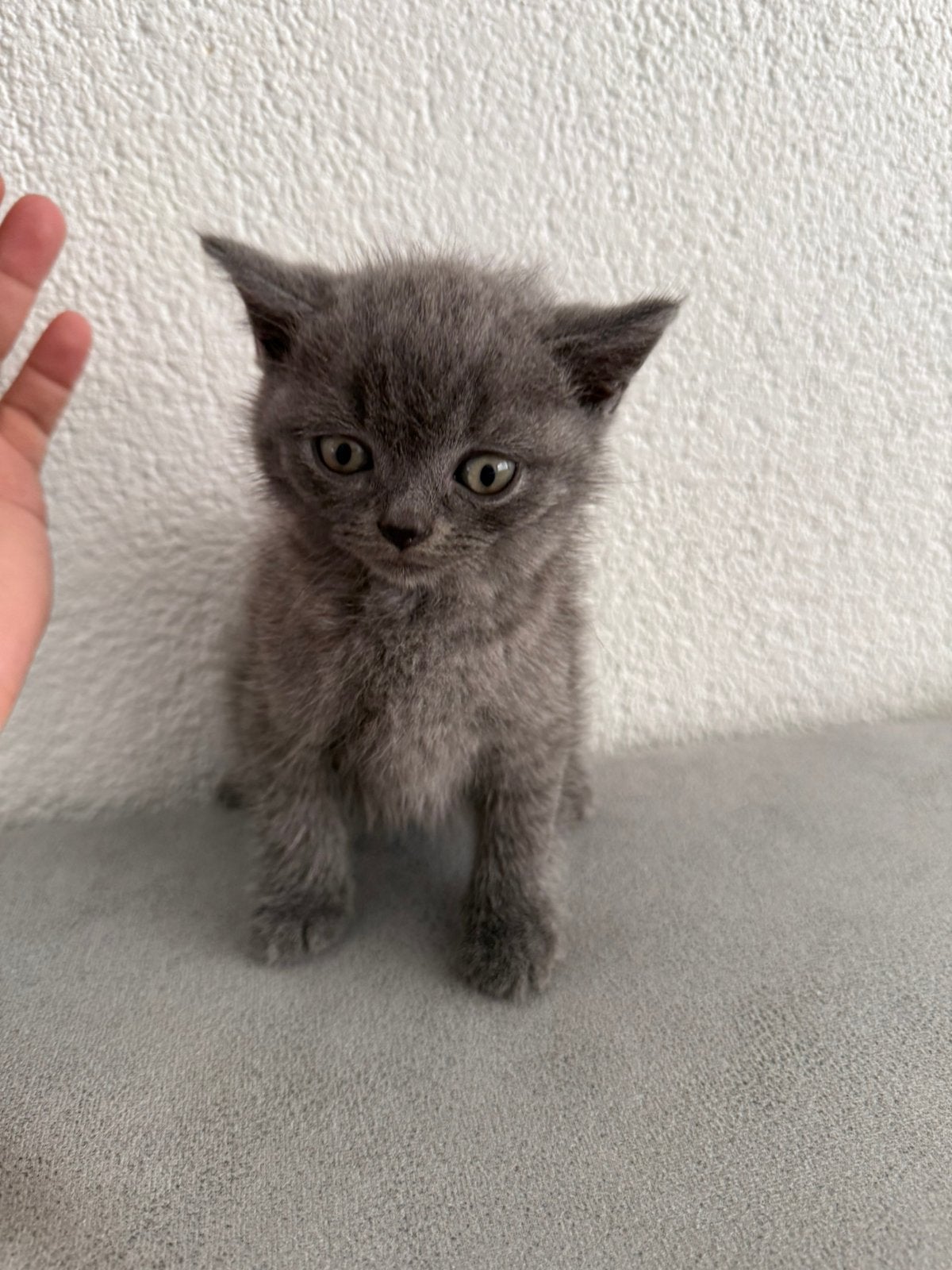 Lieve kittens zoeken een liefdevol thuis!, Dieren en Toebehoren