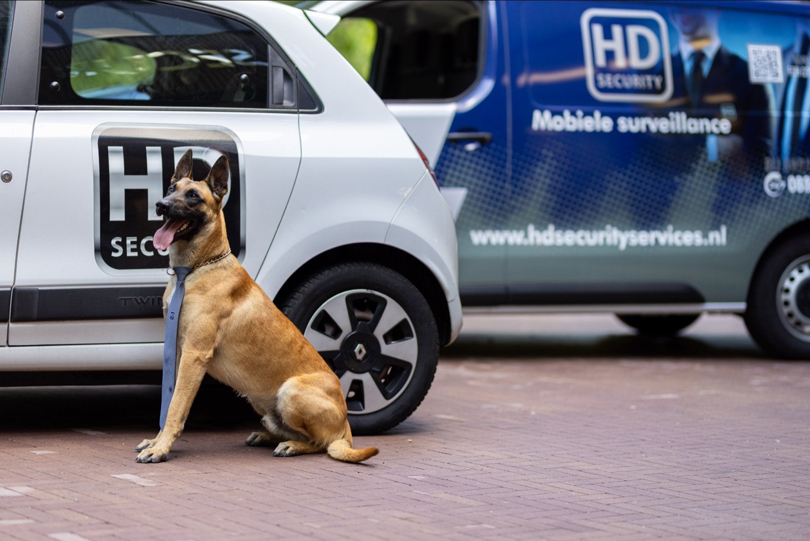 Mechelse Herder Dekreu Ter Dekking – Zeewolde, Reu, 1 tot 2 jaar, Parvo, Eén hond