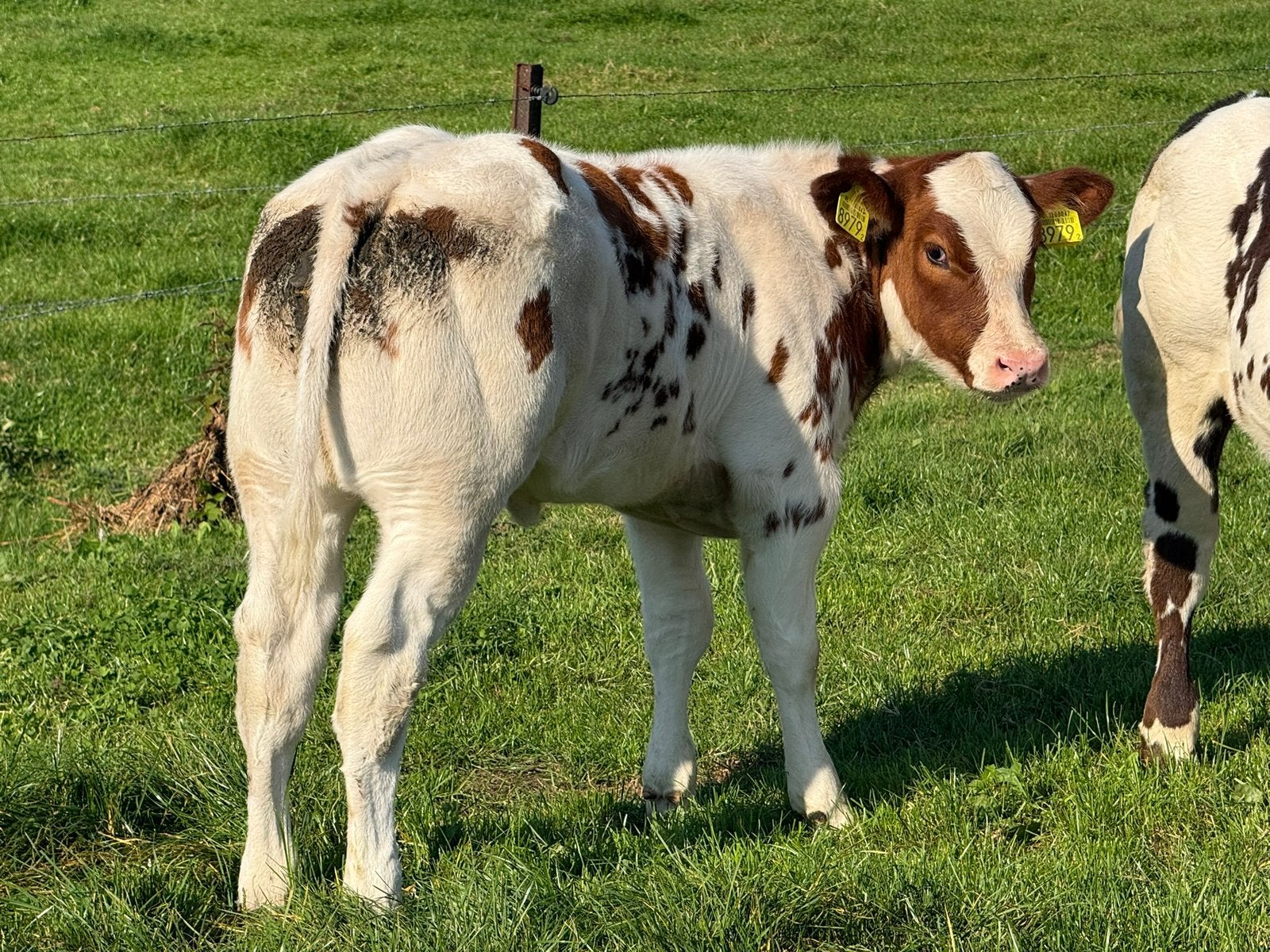 2 dikbil zoogstellen ( vaarskalf en stierkalf), Meerdere dieren