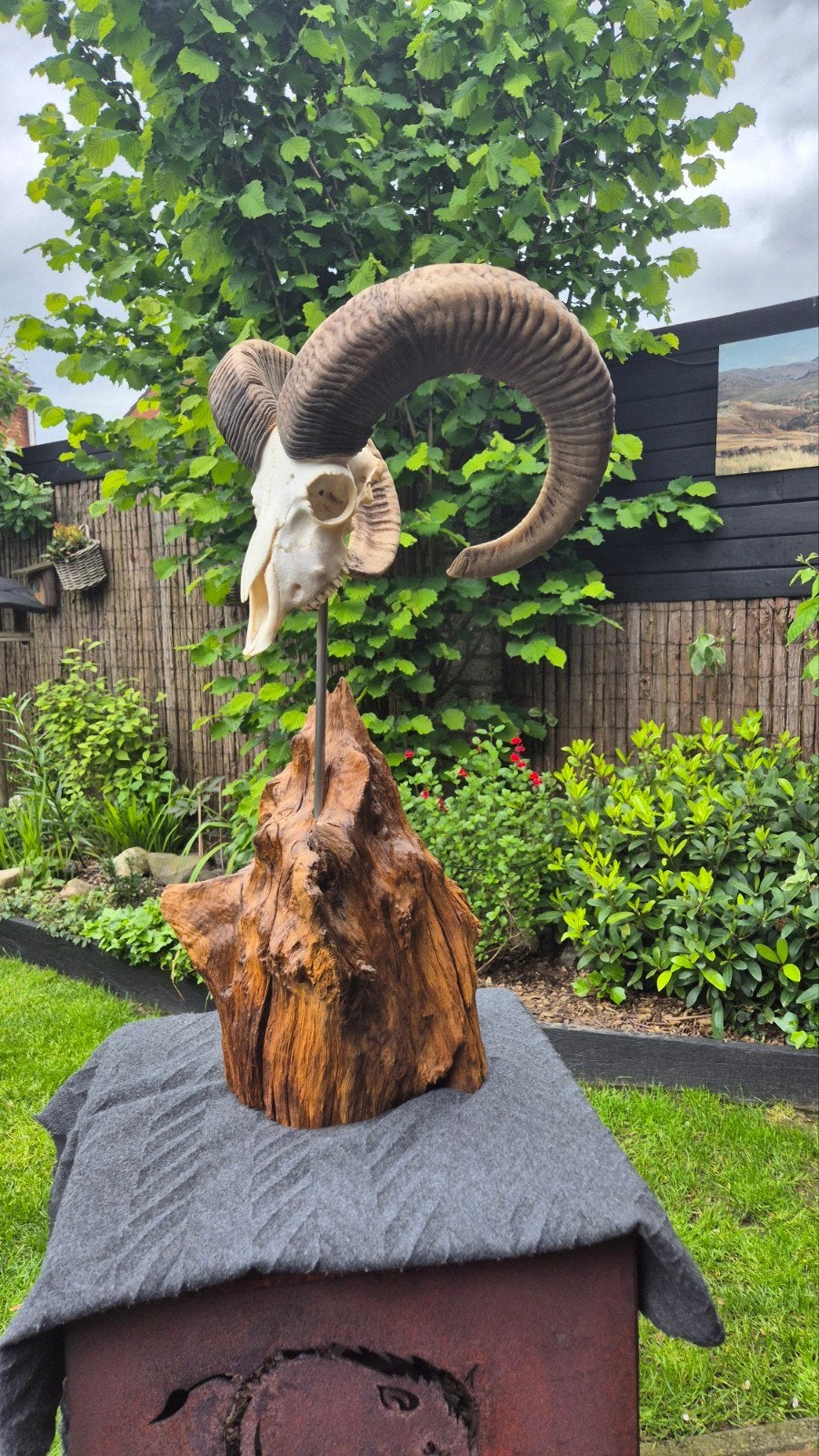 Mooie Mouflon Schedel op Gebeitste Essen Stam, Ophalen